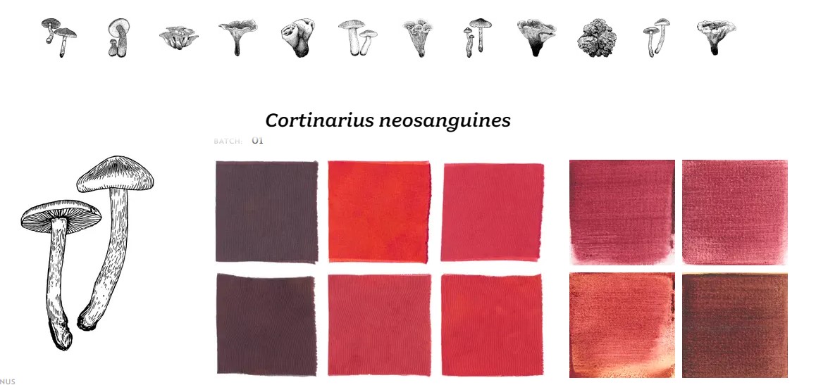 4. BioChromes Ziortza Aurrekoetxea